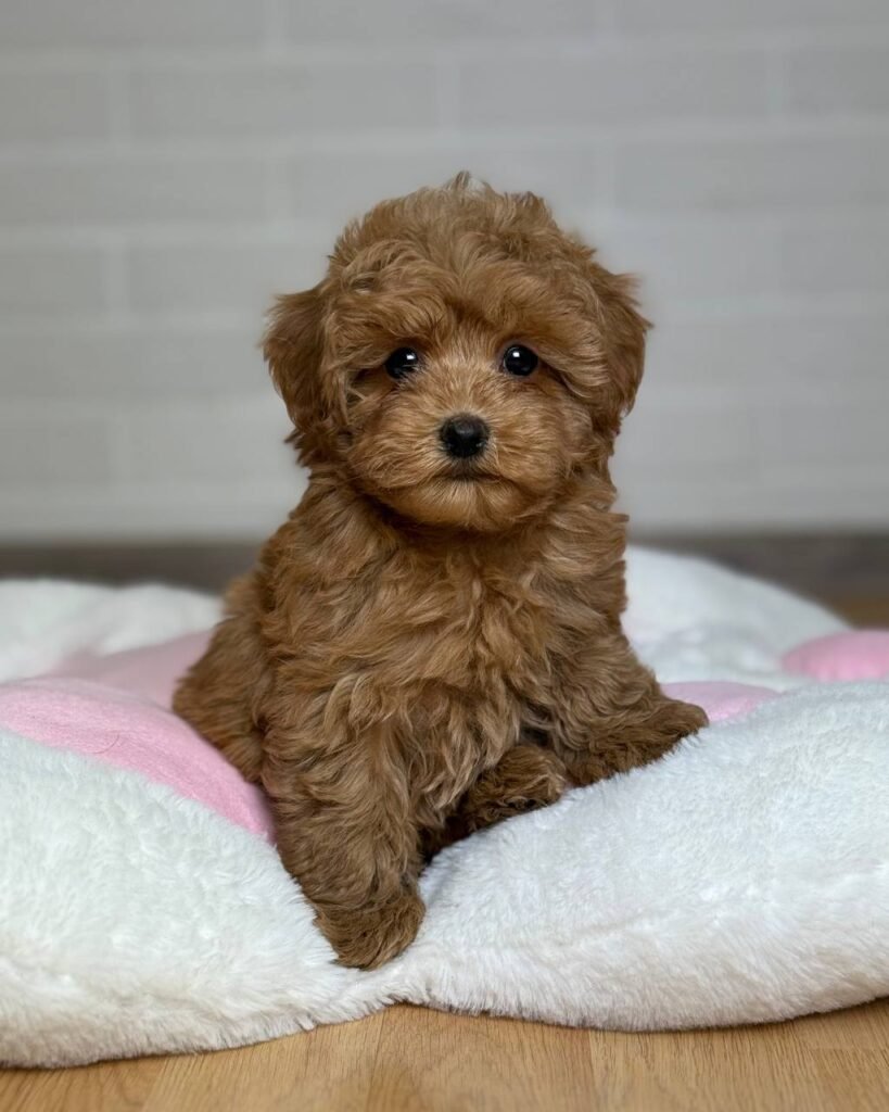 maltipoo puppies