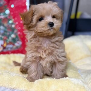 Snoopy