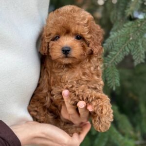 Oscar