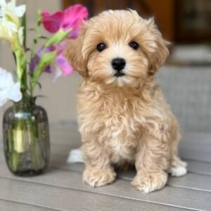 Elliot