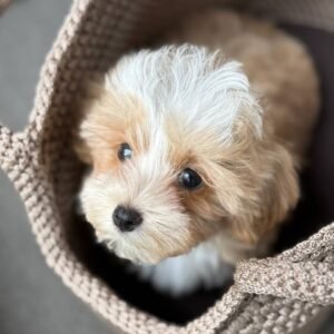 Theodore