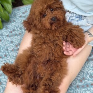 red maltipoo puppy for sale