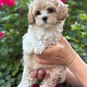 caramel maltipoo girl for sale