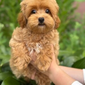 caramel maltipoo puppy for sale