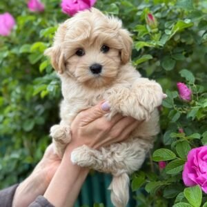 toy maltipoo girl for sale
