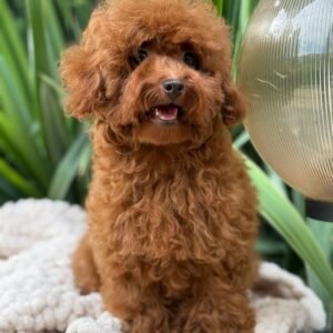 teacup maltipoo for sale