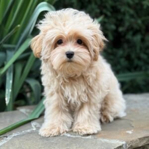 f1 maltipoo puppy for sale