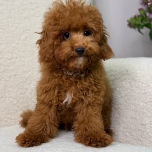 toy maltipoo boy for sale