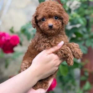 teacup maltipoo puppy for sale