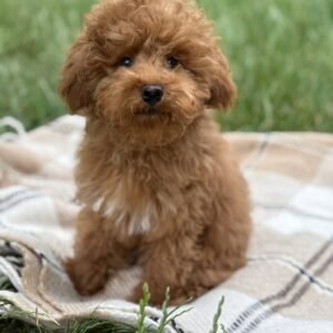 toy maltipoo puppy for sale