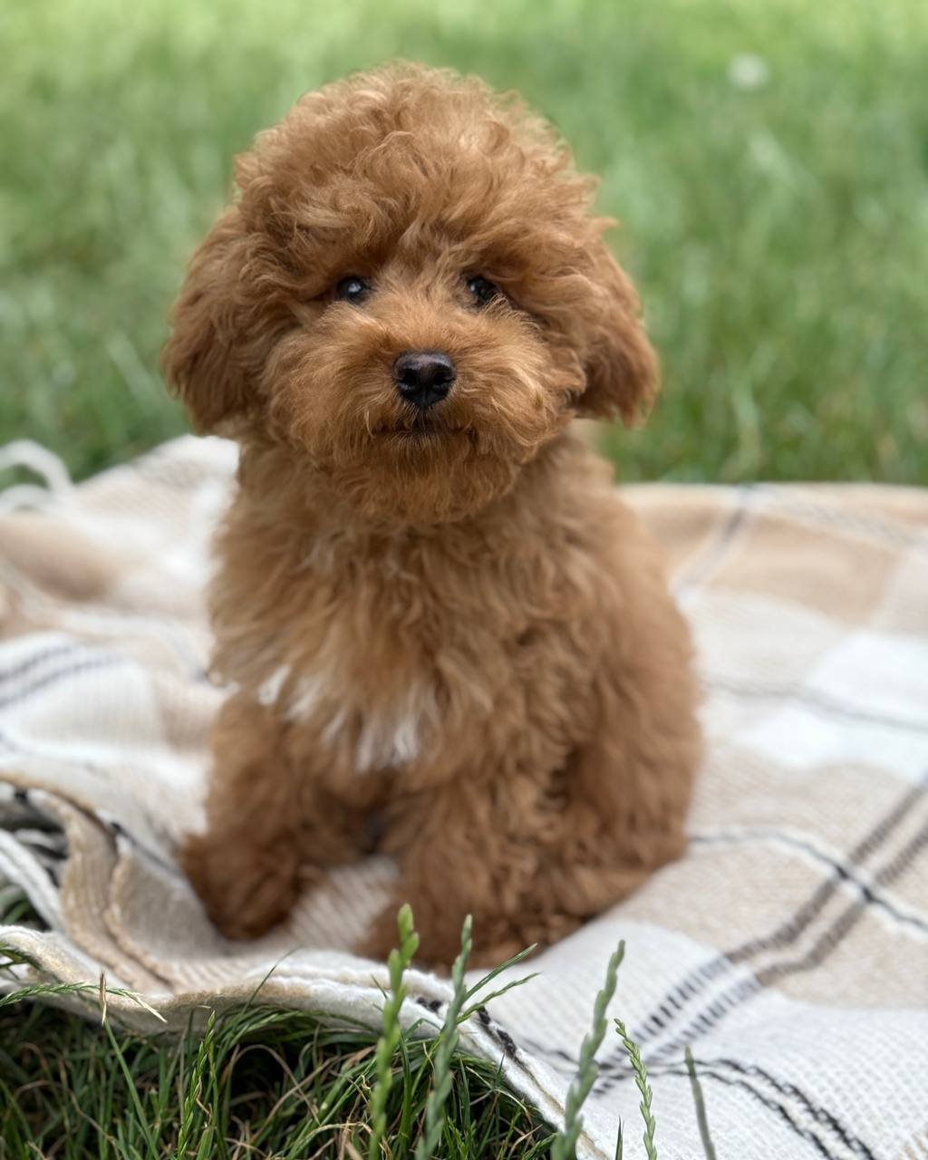 Rash maltipoo puppy